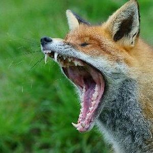 Meet your Posher, Ibrahim